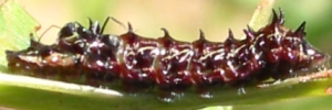 Larvae
